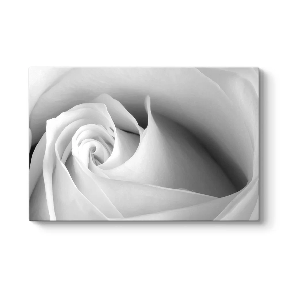 White Rose Tablosu - Model 1